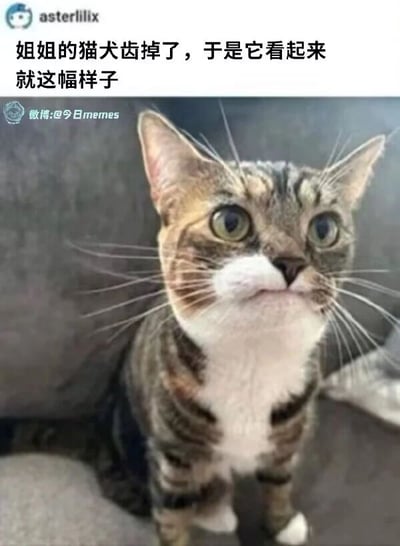 这是一张原始拍摄的静态单图，图中是一只狸花加白的家猫，它因为犬齿缺失，上唇失去支撑向上收起，形成了类似人类抿嘴的特殊表情，猫咪睁着圆溜溜的眼睛抬头向上看，模样无辜又呆萌。图片上方配有文字“姐姐的猫犬齿掉了，于是它看起来就这幅样子”，清晰解释了猫咪表情怪异的原因，整体内容充满趣味，展现了宠物的可爱日常。