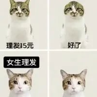 惊讶猫