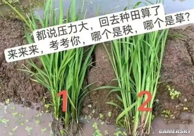 这张梗图展示了田地里的两丛植物，并配有文字“都说压力大，回去种田算了。来来来，考考你，哪个是秧，哪个是草？”。表面上是在考察分辨秧苗和杂草的能力，实际上是对网络上“压力太大，不如回乡种田”说法的调侃，暗示实际上种田也没那么简单，充满无奈和自嘲。图中没有双关谐音，但有明显的反差梗和生活无解的吐槽。