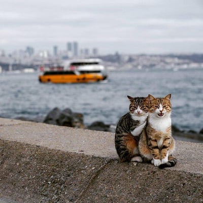 画面中两只带有白围脖的猫咪亲密地依偎在海边的水泥堤岸之上，右侧的橘虎斑猫咪张着嘴，神态看起来十分开心愉悦，左侧的虎斑猫咪则安静地靠在它身边，神态温和平静。背景是灰蓝色的博斯普鲁斯海峡海面，一艘橙白配色的渡轮正在海面航行，远处是朦胧的伊斯坦布尔城市天际线，整体画面氛围温馨治愈，传递出悠闲放松的感觉。