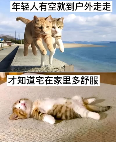 图片为上下对比结构的幽默梗图。上半部分展示两只猫咪在海边的水泥堤坝上，身体悬空呈现出类似跳跃或飞行的姿态，背景是蓝天、白云和蓝色的海面，上方配有文字“年轻人有空就到户外走走”，营造出鼓励外出的氛围。下半部分则是一只橘白相间的猫咪四仰八叉地躺在沙发上，表情放松惬意，闭着眼睛露出满足的神态，下方文字为“才知道宅在家里多舒服”。通过猫咪的两种状态形成鲜明对比，幽默地表达了年轻人被建议外出但内心更偏好宅家的真实心理，充满生活共鸣感。