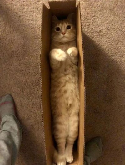 一只橘白相间的猫咪正蜷缩在一个狭长的纸箱里，为了完全塞进盒子，它的身体被拉得又细又长，只露出圆乎乎的脑袋和两只前爪向前伸出，眼神呆萌地直视镜头。纸箱放置在米色地毯上，左下角能看到一只穿着灰色裤子和红条纹袜子的人的小腿，整体画面充满反差萌，展现了猫咪“哪里都能钻”的可爱习性。