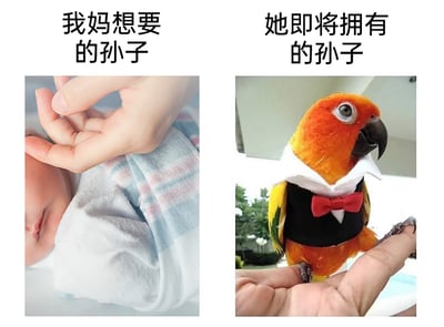这是一张左右分栏的搞笑对比梗图，左侧展示了一名裹着蓝白条纹襁褓的人类婴儿，婴儿闭着眼睛安睡，一只小手被成人的手轻握，上方配文“我妈想要的孙子”，代表着长辈期待的传统意义上的人类后代；右侧则是一只色彩鲜艳的鹦鹉，它穿着黑色礼服马甲和红色领结，站在人的手指上，上方配文“她即将拥有的孙子”，用将宠物鹦鹉当作自己的“孩子”的设定，来调侃当代年轻人面对长辈催生时的无奈与幽默回应，通过强烈的反差感制造搞笑效果，精准戳中年轻人被催生的生活痛点。