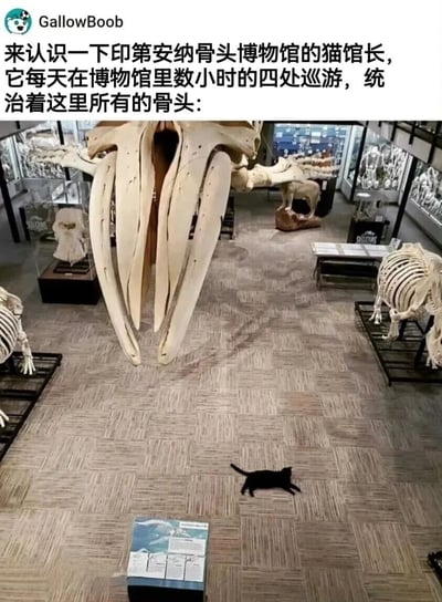 这张图片展示了印第安纳骨头博物馆的内部场景，中央是一个巨大的海象头骨标本，周围陈列着各种动物骨骼。一只黑猫正在博物馆的地板上行走，被幽默地称为'猫馆长'，暗示它统治着这里所有的骨头展品。