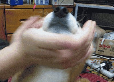 被玩弄脸的柴犬