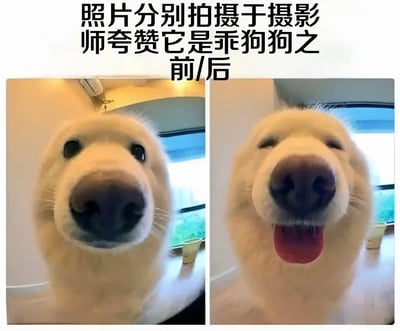 图片为左右对比图，展示同一只金毛犬在摄影师夸赞它是乖狗狗前后的表情变化。左侧照片中，狗狗眼神严肃，直视镜头；右侧照片中，狗狗则开心地张开嘴巴，吐出舌头，表情十分愉悦。上方配有文字说明：'照片分别拍摄于摄影师夸赞它是乖狗狗之前/后'，通过鲜明的表情对比展现了狗狗被表扬后的可爱反应。