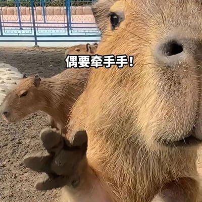 图片展示了一只水豚的特写镜头，它伸出爪子，配上文字'偶要牵手手!'，看起来像是在请求牵手。背景中还有另一只水豚，它们似乎在动物园的围栏内。这张图片通过拟人化的文字让动物显得更加可爱有趣。