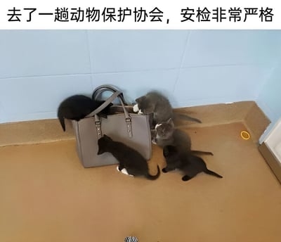 这是一张趣味梗图，图片上方配有文字‘去了一趟动物保护协会，安检非常严格’。画面主体是动物保护协会的室内场景，浅棕色地面搭配浅蓝色墙面，一只灰色手提包放置在地面上，五只花色各异的幼猫（两只纯黑色、两只灰色、一只黑身带白色爪垫）围在手提包周围，有的探进包内探索，有的扒着包身张望，有的蹲在包前观察，将小猫们好奇探索手提包的行为拟人化为‘严格安检’，通过这种反差感制造出幽默搞笑的效果，调侃在动物保护协会仿佛被小猫“安检”的有趣经历。