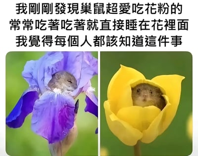 图片上方有三段文字：'我刚刚发现巢鼠超爱吃花粉的 常常吃著吃著就直接睡在花裡面 我觉得每个人都该知道这件事'，下方是两张并排的照片。左侧照片中，一只巢鼠蜷缩在紫色鸢尾花中熟睡，身体被花瓣包裹；右侧照片中，一只巢鼠从黄色郁金香里探出头，眼睛圆溜溜地看向镜头，显得十分可爱。整体内容旨在分享巢鼠爱吃花粉并在花中睡觉的萌趣习性。
