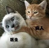图片中两只猫咪依偎在沙发上，灰白相间的猫咪身上标注着“医生”字样，橘色猫咪身上则有“病人”字样。两只猫姿态亲昵，表情温顺，通过文字与猫咪形象的结合，营造出一种萌趣又温馨的幽默效果，仿佛在演绎一场可爱的“医患”互动场景。