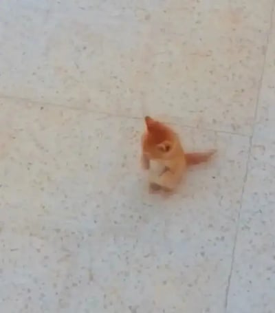 这是一只橘猫，从上方俯视拍摄，猫咪坐在地板上，双腿微张，身体挺直，神态有些懵。看上去像是在发呆或者突然陷入思考，是猫咪呆萌表情包的典型代表。该图片因猫的坐姿和神情容易引发网友代入和二次创作，经常用于表达“我是谁我在哪我在干嘛”这种茫然/迷茫/懵逼的心情。画面没有对话、文字、双关或暗示等内容，仅凭视觉表现搞笑氛围。
