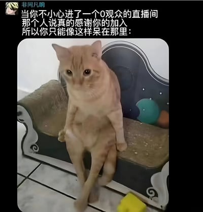 这张梗图用一只表情尴尬、坐姿僵硬的橘猫形象，幽默地表现了当你不小心进入一个零观众直播间，被主播真诚感谢后不得不尴尬停留的场景。图片上方配有文字说明：'当你不小心进了一个0观众的直播间 那个人说真的感谢你的加入 所以你只能像这样呆在那里：'，完美诠释了那种进退两难的社交尴尬。