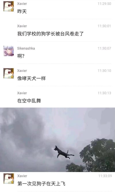 这是一段来自社交聊天平台的截图内容，用户Xavier在群聊中分享了自己在台风天的罕见见闻：学校里被大家称作“狗学长”的黑狗被强劲的台风卷到了空中。他先用“像哮天犬一样”、“在空中乱舞”这样夸张又形象的描述来形容这一场景，随后配上了一张实拍照片——照片里黑狗在阴沉的乌云背景下四肢张开，悬在空中，最后Xavier感慨“第一次见狗子在天上飞”。另一位用户Sikenashka看到消息后发出了惊讶的疑问“啊？”。整个内容结合了搞笑的文字描述和极具冲击力的真实照片，既展现了台风风力的强劲，又因这一罕见又滑稽的场景充满了趣味，容易引发网友的笑点和传播欲。