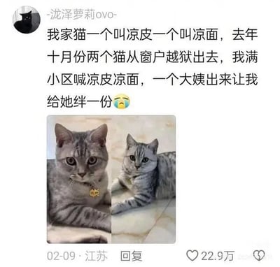 这张图是国内社交平台的用户评论截图，发布用户昵称为“-泷泽萝莉ovo-”，头像为黑猫形象。用户分享了一则乌龙趣事：自家饲养的两只美短虎斑猫分别取名为“凉皮”和“凉面”，去年十月两只猫从家中窗户跑出后，自己在小区内呼喊两只猫的名字找猫时，被路过的大姨误以为是售卖凉皮凉面的商贩，大姨特意走出来要求用户给她拌一份，文字末尾搭配了流泪的哭笑不得表情。文字下方搭配了两只名为凉皮、凉面的美短猫的实拍照片，两只猫都趴在浅色瓷砖地面上看向镜头。该评论发布于江苏，发布时间为2月9日，共获得22.9万点赞。