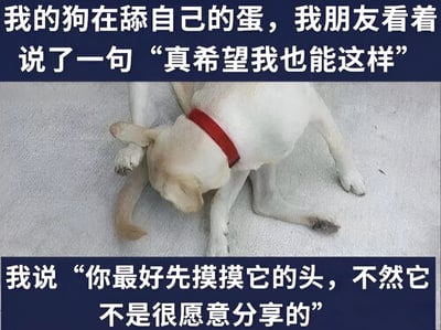 图片上方有文字“我的狗在舔自己的蛋，我朋友看着说了一句‘真希望我也能这样’”，中间是一只戴着红色项圈的白色小狗正低头舔自己身体的照片，下方有文字“我说‘你最好先摸摸它的头，不然它不是很愿意分享的’”。这是一个利用双关语制造幽默效果的梗图，朋友的话表面上是羡慕狗能舔到自己，而“我”的回复则故意曲解为狗不愿意分享这个行为，形成了搞笑的对话场景。