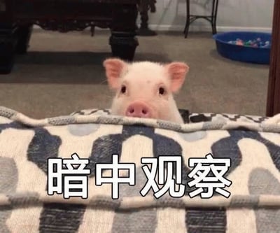 图片中一只白色小猪从蓝白花纹的毯子后探出头，粉色的耳朵和鼻子格外显眼，眼神好奇地向前看。图片底部有醒目的白色文字“暗中观察”，整体营造出一种可爱又幽默的氛围，仿佛小猪正在偷偷观察周围的动静。