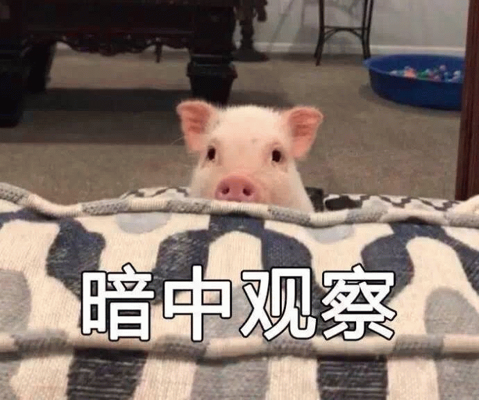 暗中观察的小猪