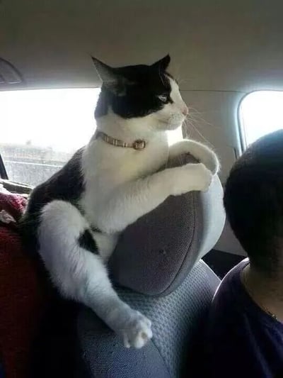 一只黑白相间的猫咪戴着浅色项圈，正趴在汽车后座的头枕上，前爪交叉搭在头枕顶部，侧头望向车窗外，神情平静悠闲。车内光线明亮，阳光从两侧车窗射入，背景可见车外模糊的景物。猫咪身旁有一个人的头部部分可见，整体画面展现了宠物在车内的惬意瞬间。