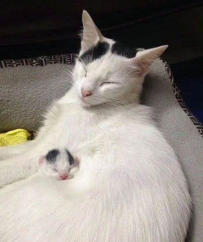图片中一只白色带有黑色斑点的猫妈妈正侧卧在沙发上，双眼紧闭，神情安详。她的腹部蜷缩着一只同样带有黑色斑点的小猫，小猫依偎在妈妈怀里，睡得香甜。背景中可以看到沙发的灰色布料和部分黄色物品，整体画面充满温馨治愈的氛围，展现了母子间的亲密与宁静。