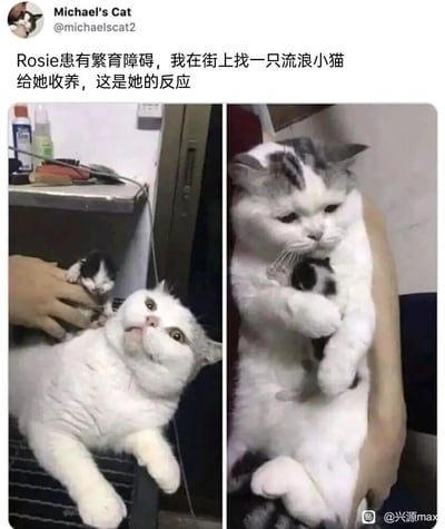 这是一张左右拼接的对比静态图，记录了患有繁育障碍的猫咪Rosie见到主人为它收养的流浪小猫后的反应。左图中，主人的手握着一只黑白流浪小猫递向躺着的Rosie，Rosie睁大眼睛，露出惊讶又带着期待的神情，仰头看向小猫和主人；右图中，Rosie被人抱着，用两只前爪紧紧将流浪小猫搂在自己怀里，神情变得温柔且珍视，展现出对这只小猫的接纳与爱护。整个画面充满温情，传递出宠物之间纯粹的情感，十分暖心。
