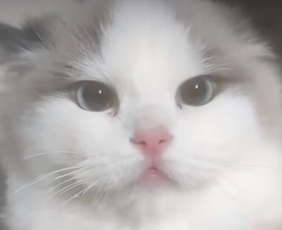 这是一张近距离拍摄的布偶猫特写静态图，猫咪拥有白灰相间的柔软毛发，粉嫩嫩的小鼻子，圆溜溜的大眼睛直视镜头，嘴角向下撇，呈现出一脸委屈、可怜巴巴的神态，模样软萌可爱，很容易唤起人们的怜爱之心，常被用作表情包来传递委屈、低落、求安慰的情绪。