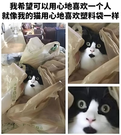 这是一张多图拼接的搞笑梗图，上方配有文字'我希望可以用心地喜欢一个人 就像我的猫用心地喜欢塑料袋一样'。图片左侧是一张广角图，显示一只黑白相间的奶牛猫蜷缩在多个塑料袋中，只露出头部；右侧上方是猫的特写，瞪大双眼，嘴巴微张，表情惊讶；右侧下方是猫脸部的超特写，突出其圆睁的眼睛和惊讶的神情。通过将人类对爱情的期待与猫咪对塑料袋的痴迷进行类比，创造出幽默效果。
