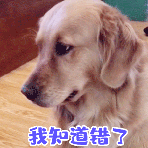 金毛认错专用表情包