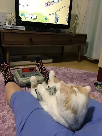 图片中，一只白橘相间的猫咪正趴在人的腿上，前爪紧紧抱着复古游戏手柄，身体微微前倾，专注地盯着前方电视屏幕。人穿着蓝色短裤和豹纹图案袜子，双腿伸直搭在紫色毛绒地毯上，脚边连接着一台灰色的Super Nintendo游戏机。电视里显示着像素风格的游戏画面，能看到绿色草地、白色绵羊和角色形象，疑似《牧场物语》或《塞尔达传说》等经典复古游戏。电视柜上摆放着游戏机主机和小象摆件，背景中白色窗帘和木质家具营造出温馨的居家氛围。整个场景展现了宠物与主人共享复古游戏时光的趣味瞬间，充满生活气息和怀旧感。