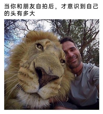 这是一张带有调侃文字的搞笑合成梗图，画面上方配文“当你和朋友自拍后，才意识到自己的头有多大”，图中一位穿着浅灰色T恤的男子面带笑容，和一头狮子亲密地靠在一起自拍，狮子的头部在画面中占据了大量空间，显得格外巨大，与男子的头部形成强烈的视觉反差，用夸张的方式调侃人们在和朋友自拍时，有时会发现自己的头在镜头里看起来比实际大很多的有趣尴尬场景，充满了自嘲式的幽默。