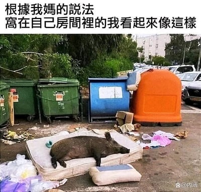 这是一张文字加注类静态单图，图片上方配有调侃性文字“根据我妈的说法，窝在自己房间里的我看起来像这样”，画面主体是室外垃圾桶聚集的区域，几只大型垃圾桶摆放在一旁，地面散落着塑料袋、纸盒等各类垃圾，一只野猪正四肢放松地躺在一张废弃的旧床垫上，姿态慵懒。这张图用夸张的比喻，将妈妈眼中长时间待在房间里、不爱出门的自己，比作在脏乱环境里躺着的邋遢野猪，通过真实的动物场景和生活化的调侃文字结合，制造出反差感十足的家庭幽默，精准戳中年轻人被家人吐槽宅家邋遢的生活场景。