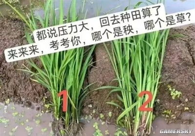 这张图为图文混排的搞笑梗图，背景是水田的泥泞田埂，摆放着两株外观相似的绿色禾本科植物，分别用红色数字标注为1和2。上方配文先是调侃当下不少上班族抱怨工作压力大，时常萌生“干脆回乡种田”的想法，随即抛出问题考验观看者：“哪个是秧，哪个是草？”，借此调侃没有农业经验的上班族就算想转行种田也缺乏对应的技能，戳中了当代职场人想逃离职场却没有其他生存技能的无奈痛点。其中编号1的是稗草（农田杂草），编号2的是水稻秧苗，二者的区别是水稻秧苗茎秆更粗壮挺拔、茎部偏绿，而稗草茎秆更纤细，叶片长势更松散。