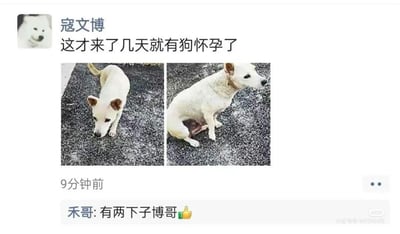 这是一张社交媒体朋友圈截图类梗图，发布者为寇文博，他配文“这才来了几天就有狗怀孕了”，并附上两张同一只白色小狗的照片：第一张中小狗低头站立，神态温顺；第二张中小狗坐着露出腹部，神态平静。下方好友禾哥评论“有两下子博哥👍”，此处运用了双关梗，表面看似说新来的小狗导致其他狗怀孕，实际是朋友间的趣味玩梗，暗指将“狗怀孕”的事与发布者寇文博本人关联，制造出荒诞搞笑的调侃效果，整体氛围轻松诙谐，属于朋友间日常的趣味互动内容。
