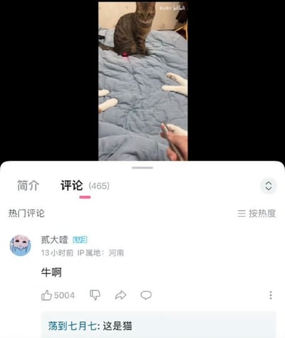 整张图是B站移动端界面截图，分为上下两部分：上半部分是视频播放内容，蓝色被褥上坐着一只狸花猫，有人手持激光笔，将红色光点投射在狸花猫的下腹部位置，被褥上还露出其他猫咪的白色爪子，狸花猫正看向镜头方向；下半部分是该视频的评论区，热门第一条评论为用户“贰大噎”发布的内容“牛啊”，获得5004个赞，下方用户“荡到七月七”回复“这是猫”，吐槽前者将激光笔照射的位置看错产生了不当误会，笑点来自视觉错位引发的认知偏差。
