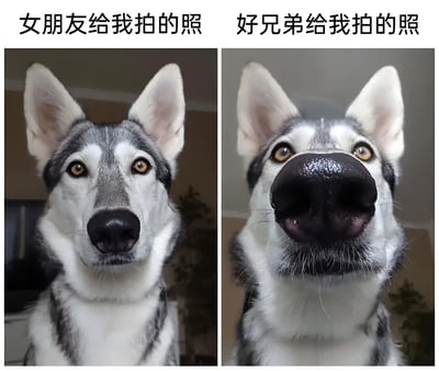 图片为左右对比图，左侧标题为'女朋友给我拍的照'，展示一只哈士奇正视镜头，表情呆萌，耳朵竖起，眼神清澈，构图清晰；右侧标题为'好兄弟给我拍的照'，同一只哈士奇凑近镜头，黑色鼻子占据画面大部分，嘴巴微张，眼神惊讶，构图夸张。通过宠物拍照的强烈反差，幽默展现不同亲密关系中拍照风格的差异，左侧精致右侧搞怪。