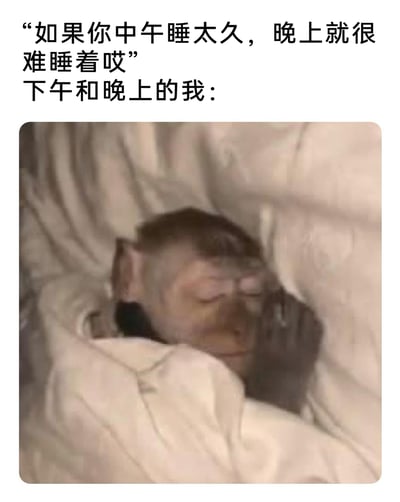 这是一张精准戳中日常睡眠困扰的网络梗图，上方以文字先点明“中午睡太久会导致晚上难以入睡”的生活常见现象，随后用“下午和晚上的我：”引出下方的图片。图中是一只猴子被被子包裹着，双眼紧闭，神情却透着烦躁与无奈，生动还原了人们中午午睡时长过长后，到了下午或晚上明明身体疲惫却无法顺利入眠、辗转反侧的失眠状态，用动物的真实神态放大了这种哭笑不得的日常体验，极易引发有过类似经历的网友共鸣。