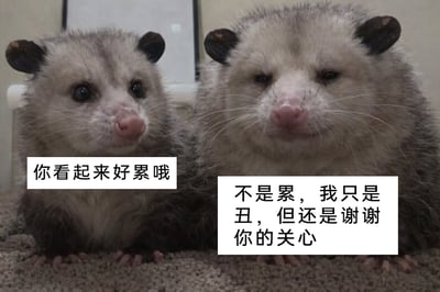 这是一张经过文字加注的静态动物表情包，画面主体是两只趴在地毯上的负鼠，左边负鼠眼神关切、神态正常，右边负鼠面部神态萎靡，看起来没什么精神。图中为两只负鼠配上了对话：左边负鼠说“你看起来好累哦”，右边负鼠回应“不是累，我只是丑，但还是谢谢你的关心”，通过自黑式的自嘲回应，制造出搞笑又略带扎心的效果，常用于网络聊天中，以幽默的方式化解尴尬，或是表达对自身外貌的无奈自嘲情绪。