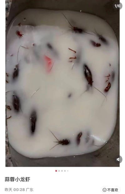 这是一张社交平台的内容截图，画面主体是一个容器内装着的乳白色液体，液体中浸泡了多只蟑螂，蟑螂的外形轮廓搭配乳白色的液体，在视觉上很容易让人误以为是蒜蓉汤底烹制的小龙虾；画面下方配文为“蒜蓉小龙虾”，同时标注了发布时间为昨天00:28、发布地点为广东，还有平台的“不喜欢”按钮，右上角标注该内容是6张组图的第1张，利用视觉反差制造了恶搞笑点。
