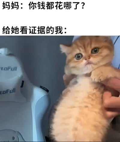 这是一张幽默梗图，上方文字显示妈妈问："你钱都花哪了？"，中间文字写着"给她看证据的我："，下方是一只被人抱起的胖橘猫，猫咪表情无辜，肚子圆滚滚。图片通过猫咪的肥胖体型幽默暗示钱都花在了宠物身上，形成了有趣的对比和回答。