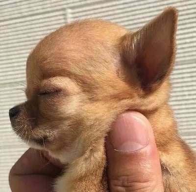 图片中是一只棕色的吉娃娃幼犬，它紧闭双眼，正处于熟睡状态。幼犬被一只人类的手温柔地托住颈部和身体，显得小巧而脆弱。背景是浅色的纹理表面，可能是墙壁或布料，整体画面传递出温馨治愈的氛围，突出了宠物的可爱与被呵护的感觉。