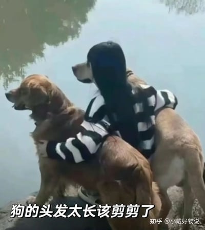 这是一张通过视觉错觉产生幽默效果的梗图。图片中，女孩坐在两只金毛之间，从背后看去，女孩的黑长直发和狗的脸部巧妙错位，造成狗长出了浓密黑发的错觉。配文“狗的头发太长该剪剪了”故意强化这种幽默的视觉误会。非常适合用来表达对视觉错觉、生活趣事的调侃。图片没有任何暗示、谐音或政治内容，只是纯粹的视觉幽默。