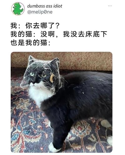 这是一张来自国外社交平台的趣味内容截图，上方是用户创作的对话：主人询问猫咪“你去哪了？”，猫咪嘴硬回复“没啊，我没去床底下”，下方配图是一只黑白奶牛猫，它的脸部沾满了蜘蛛网和床底的灰尘，还有一块不明脏污，和它嘴硬的话语形成强烈反差，生动展现了猫咪爱钻床底却不肯承认的嘴硬又可爱的状态，十分搞笑，容易引发养宠人群的共鸣。