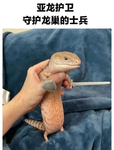 图片中一只蜥蜴被人用手托举着，其前爪被P上了一把小剑，一侧手臂还添加了灰色的盾牌道具，整体造型酷似一位守护巢穴的士兵。图片上方配有文字“亚龙护卫 守护龙巢的士兵”，通过给真实蜥蜴添加奇幻装备的创意，营造出幽默可爱的“亚龙护卫”形象。