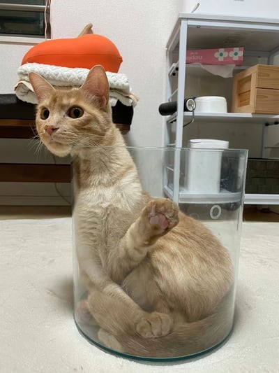 一只橘猫好奇地坐在透明玻璃容器中，抬头张望，前爪微微抬起。背景中有白色货架，上面摆放着木质盒子、白色容器等物品，还有叠放的毯子和橙色靠垫。整体场景温馨，猫咪表情呆萌可爱，展现了宠物日常的有趣瞬间。