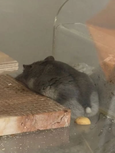 图片中是一只灰色的龙猫（毛丝鼠）蜷缩在透明笼子的角落熟睡。它的身体团成一个毛茸茸的球形，头部埋在前爪中，只露出圆滚滚的背部和带有白色尾尖的短尾巴。龙猫下方是一块红褐色的砖状平台，表面有网格纹理，旁边地面上散落着一个黄色的小物体，可能是食物或玩具。笼子底部有少量木屑或垫料，整体环境干净，光线柔和，展现出宠物安静休息的治愈场景。