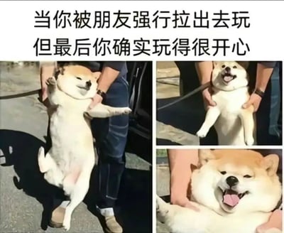 图片上方配有文字'当你被朋友强行拉出去玩但最后你确实玩得很开心'，下方由三张柴犬的图片组成。第一张图中柴犬被人双手托起前肢，身体向后仰，表情看似有些不情愿，像是在抗拒被拉出去；第二张图中柴犬同样被托起，但嘴巴张开，露出牙齿，表情开始变得愉悦；第三张图是柴犬的特写，它张着嘴，舌头吐出，眼睛眯起，露出非常开心的笑容，生动展现了从抗拒到享受的过程。