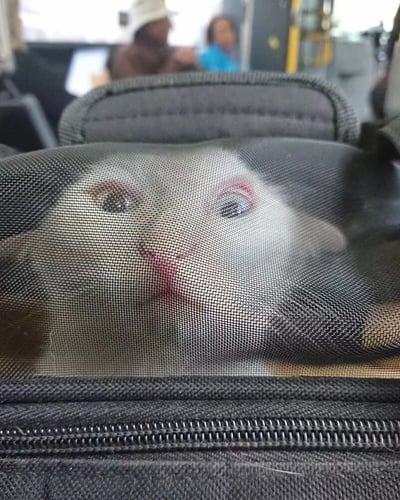 一只可爱的猫咪被装在网袋中，正透过网格向外好奇地张望。猫咪有着蓝色的眼睛，眼周带有粉色，表情十分无辜又可爱。背景显示这是在公共交通工具上，可能是公交车或地铁，能看到模糊的座椅和其他乘客。猫咪的眼神与镜头直接对视，形成了有趣的互动感。