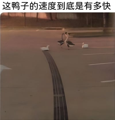 图片展示了黄昏时分的路面场景，画面中有几只鸭子。中间的鸭子因快速移动产生明显的运动模糊效果，仿佛以极快速度奔跑。图片顶部配有文字“这鸭子的速度到底是有多快”，通过视觉上的运动模糊与文字结合，营造出对鸭子速度的夸张调侃效果，整体风格轻松搞笑。