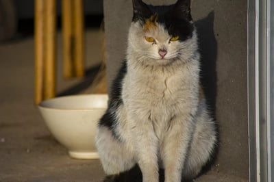 一只三花猫正蹲坐在墙角，毛发呈黑白橙三色相间，黄色的眼睛半眯着，表情慵懒中带着一丝不屑。猫的身旁放着一个浅色的陶瓷碗，背景中隐约可见几根木质桌腿，整体画面给人一种悠闲自在的感觉。