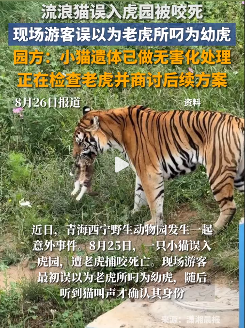 老虎