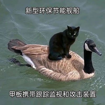 一张幽默搞笑的图片，展示了一只黑猫稳稳地坐在一只正在水中游动的鹅的背上。图片上方配有文字“新型环保节能舰船”，下方配有文字“甲板携带跟踪监视和攻击装置”，通过拟人化的手法将猫和鹅的组合戏称为一艘环保舰船，黑猫被幽默地比喻为舰船上的监视和攻击装置。整个画面充满了创意和趣味性，利用动物的自然行为制造出令人捧腹的视觉效果。